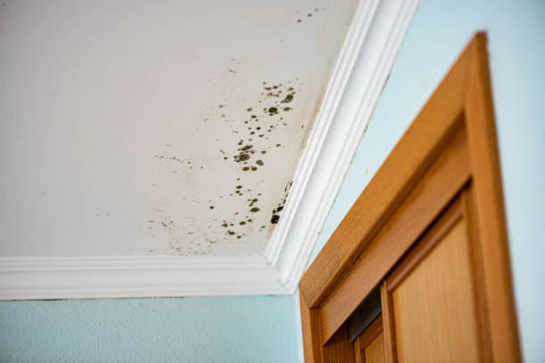Best Office Mold Removal Services  in O, MI
