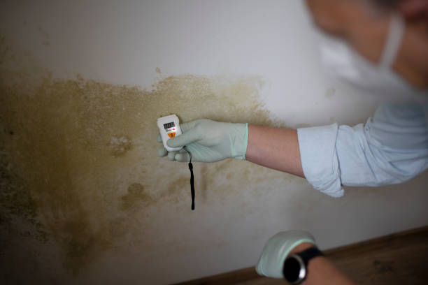 Best Residential Mold Removal  in O, MI