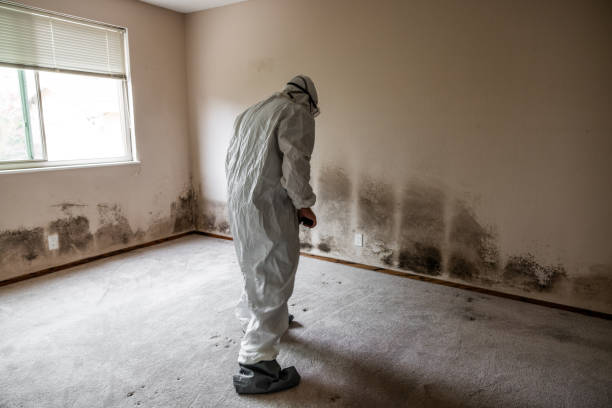 Best Fast Mold Removal  in O, MI