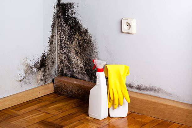 Mio, MI Mold Removal Company