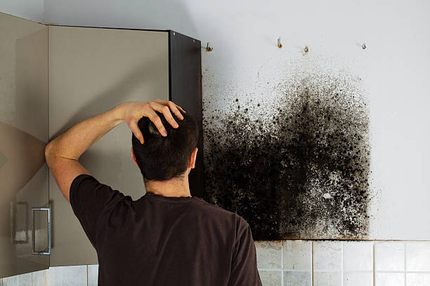 Mold Removal Process in Mio, MI