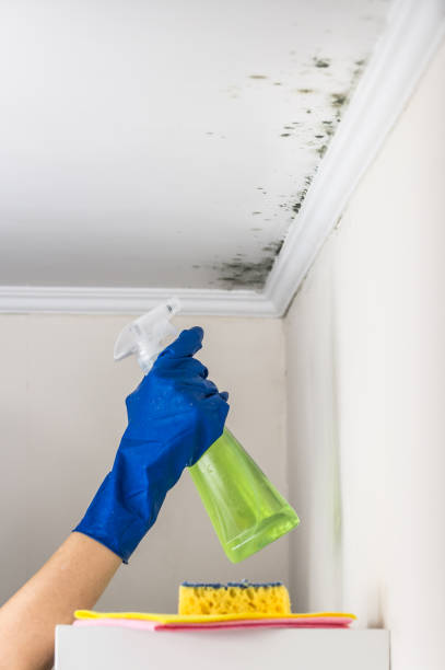 Home Mold Removal in Mio, MI