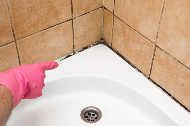 Best Local Mold Removal Service  in O, MI